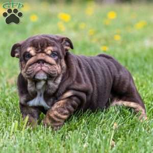 Chanel Cocoa, English Bulldog Puppy